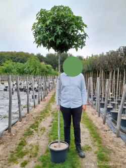 LIQUIDAMBAR styraciflua GUMBALL En pot de 25-30 litres tige hauteur du tronc 190-210 cm