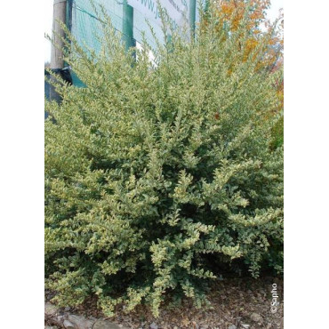 LIGUSTRUM ibota MUSLI® (Troène Ibota Musli)