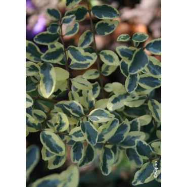 LIGUSTRUM ibota MUSLI® (Troène Ibota Musli)