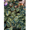 LIGUSTRUM ibota MUSLI® (Troène Ibota Musli)