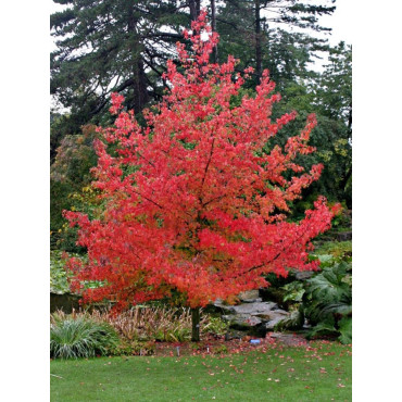 LIQUIDAMBAR styraciflua LANE ROBERTS (Copalme d'Amérique Lane Roberts)