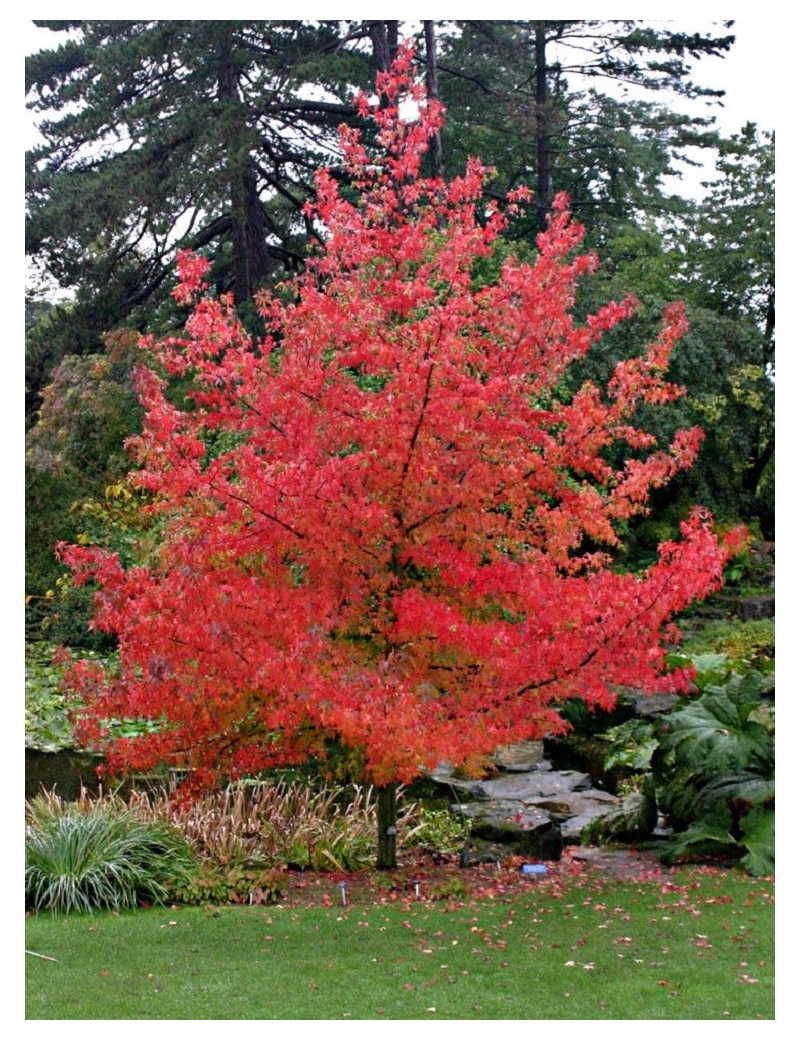 LIQUIDAMBAR styraciflua LANE ROBERTS (Copalme d'Amérique Lane Roberts)