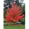 LIQUIDAMBAR styraciflua LANE ROBERTS (Copalme d'Amérique Lane Roberts)