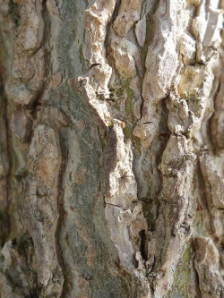 LIQUIDAMBAR styraciflua LANE ROBERTS