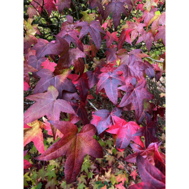 LIQUIDAMBAR styraciflua LANE ROBERTS (Copalme d'Amérique Lane Roberts)