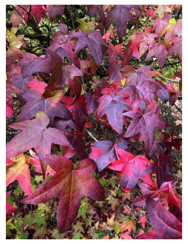 LIQUIDAMBAR styraciflua LANE ROBERTS (Copalme d'Amérique Lane Roberts)