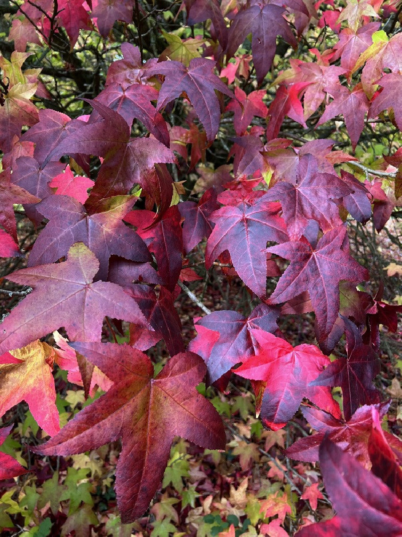 LIQUIDAMBAR styraciflua LANE ROBERTS