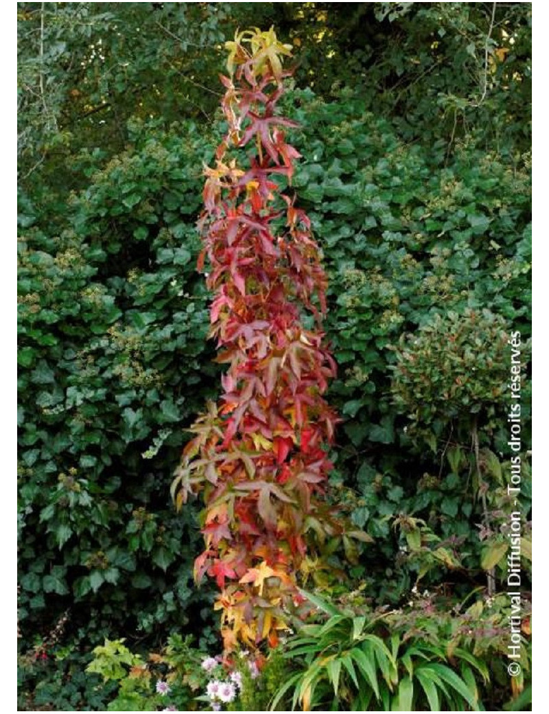 LIQUIDAMBAR styraciflua SLENDER SILHOUETTE (Copalme d'Amérique Slender Silhouette)