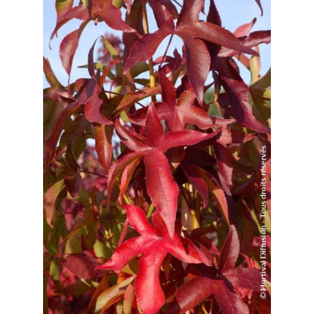 LIQUIDAMBAR styraciflua SLENDER SILHOUETTE (Copalme d'Amérique Slender Silhouette)