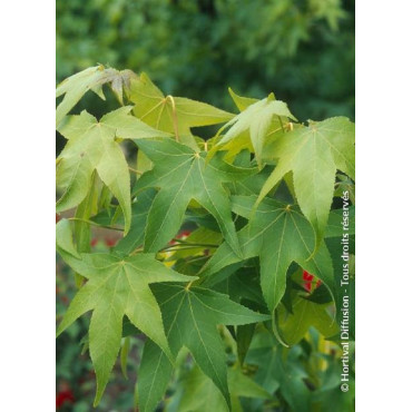 LIQUIDAMBAR styraciflua THEA (Copalme d'Amérique Thea)