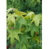 LIQUIDAMBAR styraciflua THEA (Copalme d'Amérique Thea)