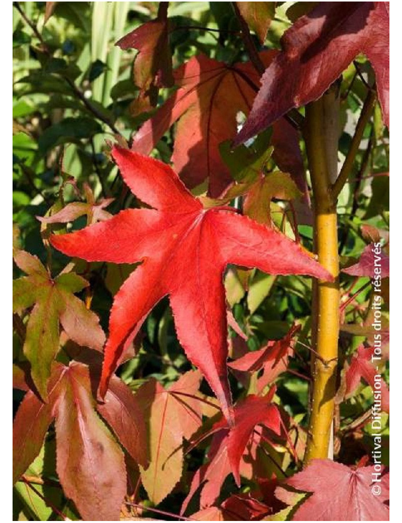 LIQUIDAMBAR styraciflua THEA (Copalme d'Amérique Thea)