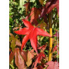 LIQUIDAMBAR styraciflua THEA (Copalme d'Amérique Thea)