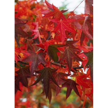 LIQUIDAMBAR styraciflua WORPLESDON (Copalme d'Amérique Worplesdon)