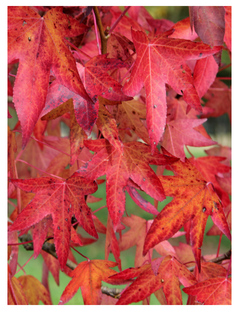 LIQUIDAMBAR styraciflua WORPLESDON (Copalme d'Amérique Worplesdon)