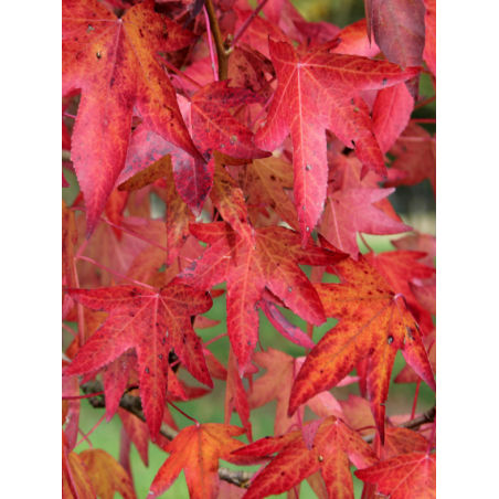 LIQUIDAMBAR styraciflua WORPLESDON (Copalme d'Amérique Worplesdon)