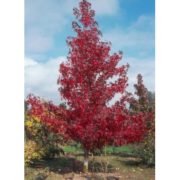 LIQUIDAMBAR styraciflua WORPLESDON (Copalme d'Amérique Worplesdon)