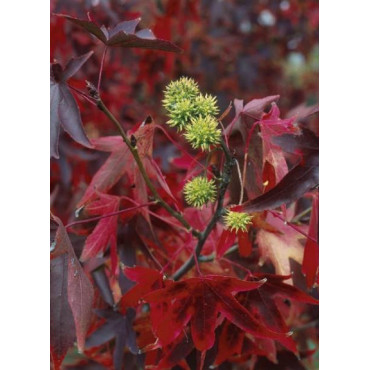 LIQUIDAMBAR styraciflua WORPLESDON (Copalme d'Amérique Worplesdon)