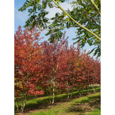 LIQUIDAMBAR styraciflua WORPLESDON (Copalme d'Amérique Worplesdon)