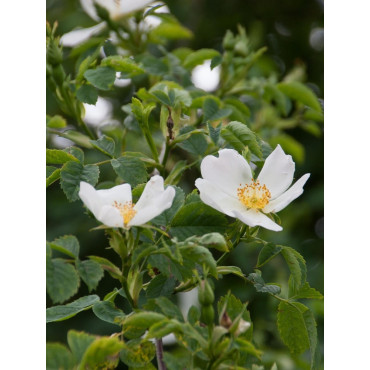 ROSA arvensis (Églantier des champs)