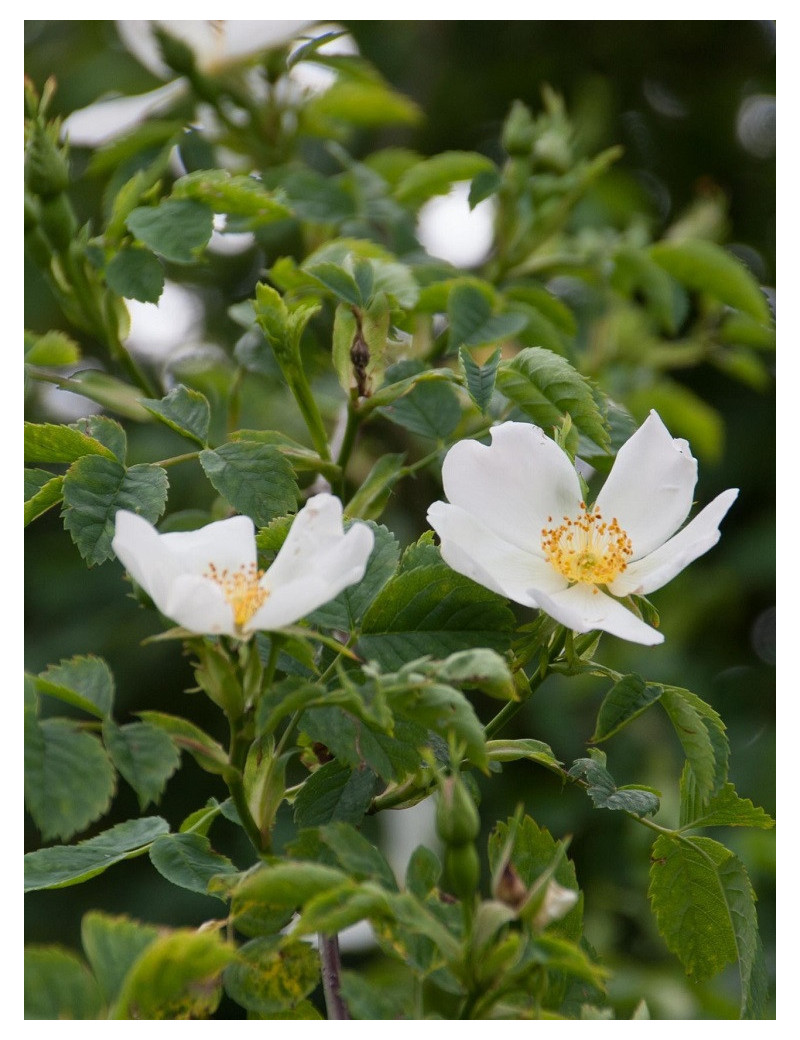 ROSA arvensis (Églantier des champs)