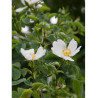 ROSA arvensis (Églantier des champs)