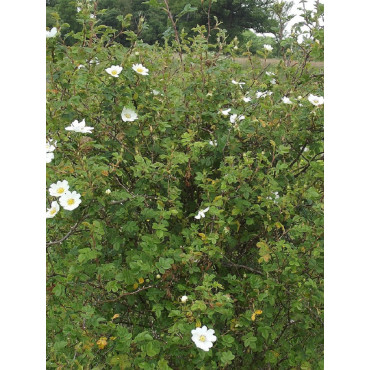 ROSA arvensis (Églantier des champs)