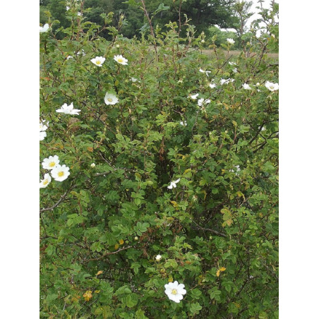 ROSA arvensis (Églantier des champs)