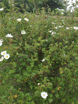 ROSA arvensis