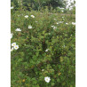 ROSA arvensis (Églantier des champs)