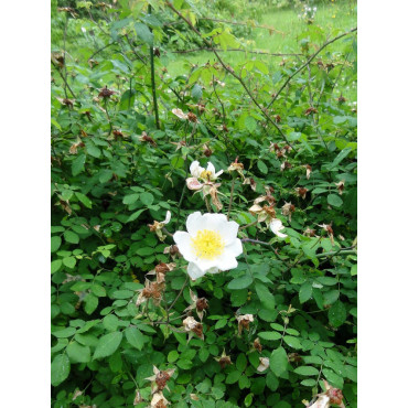 ROSA arvensis (Églantier des champs)