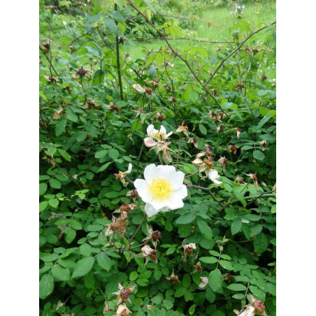 ROSA arvensis (Églantier des champs)