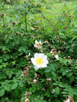 ROSA arvensis