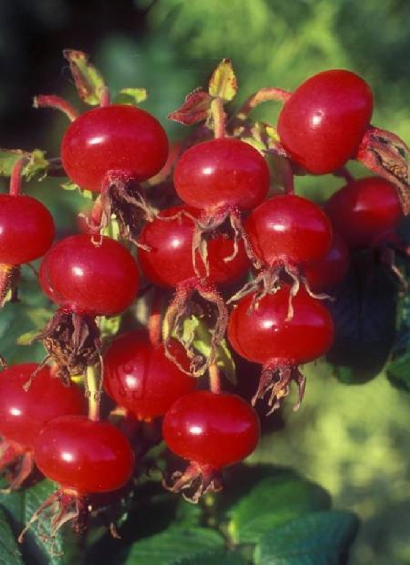 ROSA rugosa (Rosier arbustif, Rosier rugueux)
