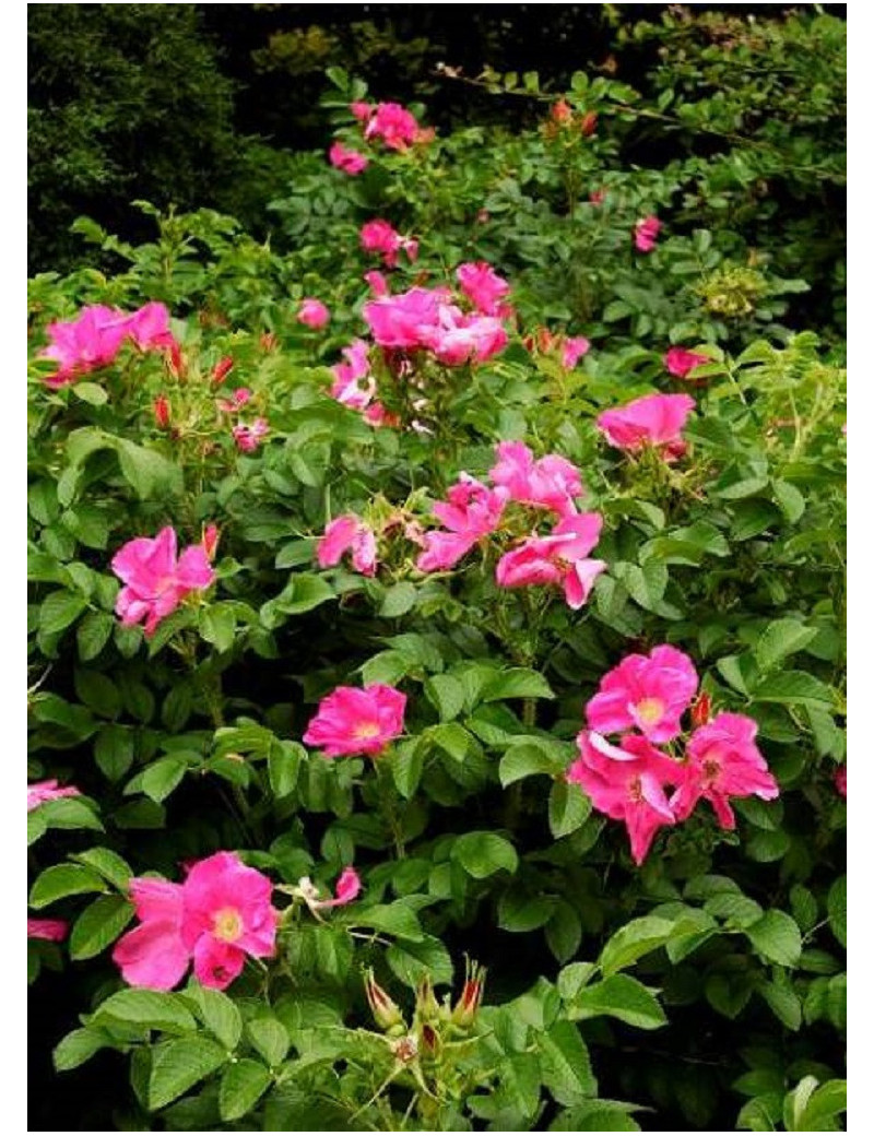 ROSA rugosa (Rosier arbustif, Rosier rugueux)