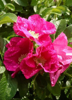 ROSA rugosa
