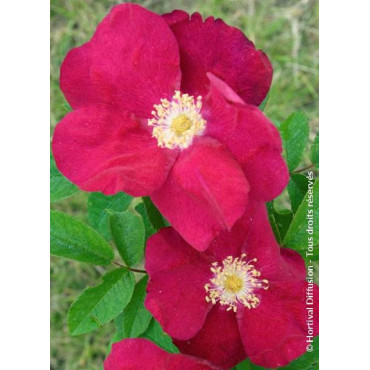 ROSA rugosa CARMEN (Rosier arbustif, Rosier rugueux)