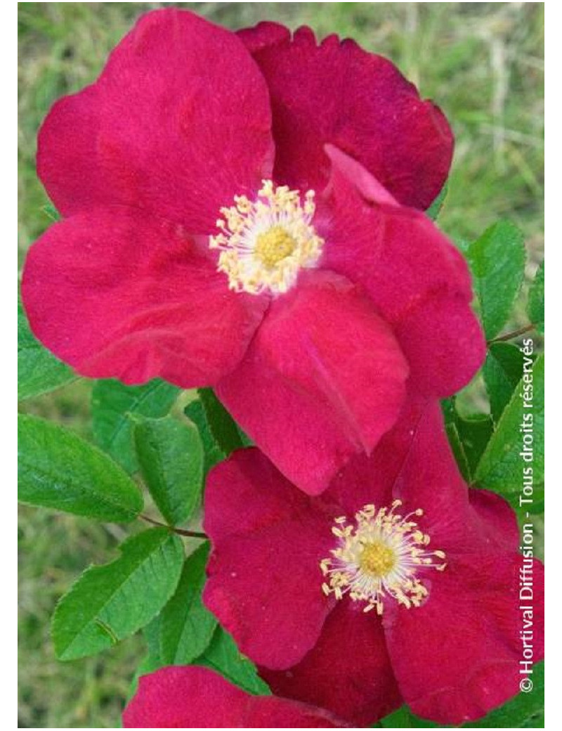 ROSA rugosa CARMEN (Rosier arbustif, Rosier rugueux)