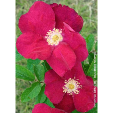 ROSA rugosa CARMEN (Rosier arbustif, Rosier rugueux)