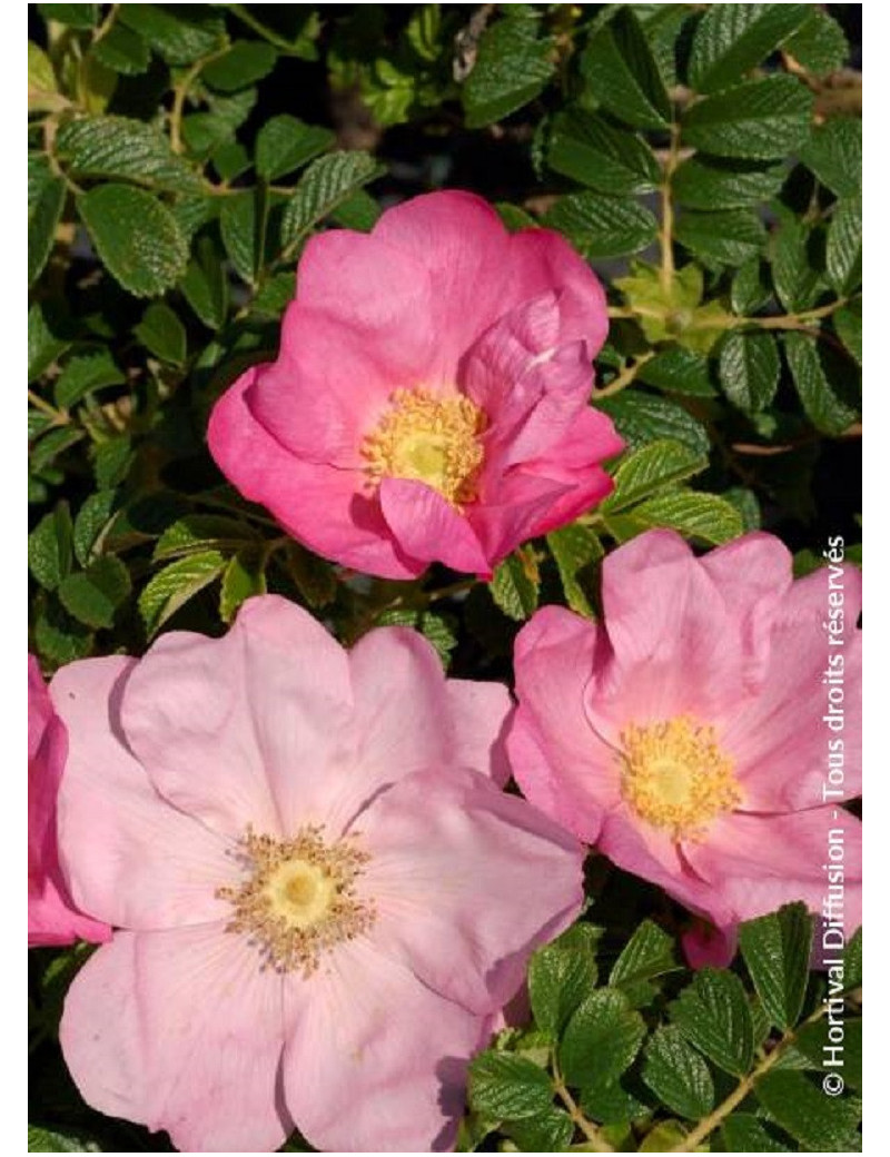 ROSA rugosa FRAU DAGMAR HASTRUP (Rosier arbustif, Rosier rugueux)