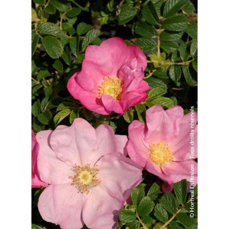 ROSA rugosa FRAU DAGMAR HASTRUP (Rosier arbustif, Rosier rugueux)