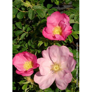 ROSA rugosa FRAU DAGMAR HASTRUP (Rosier arbustif, Rosier rugueux)