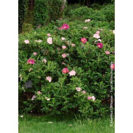 ROSA rugosa FRAU DAGMAR HASTRUP (Rosier arbustif, Rosier rugueux)