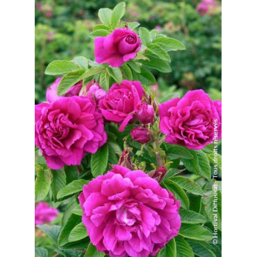 ROSA rugosa HANSA (Rosier arbustif, Rosier rugueux)