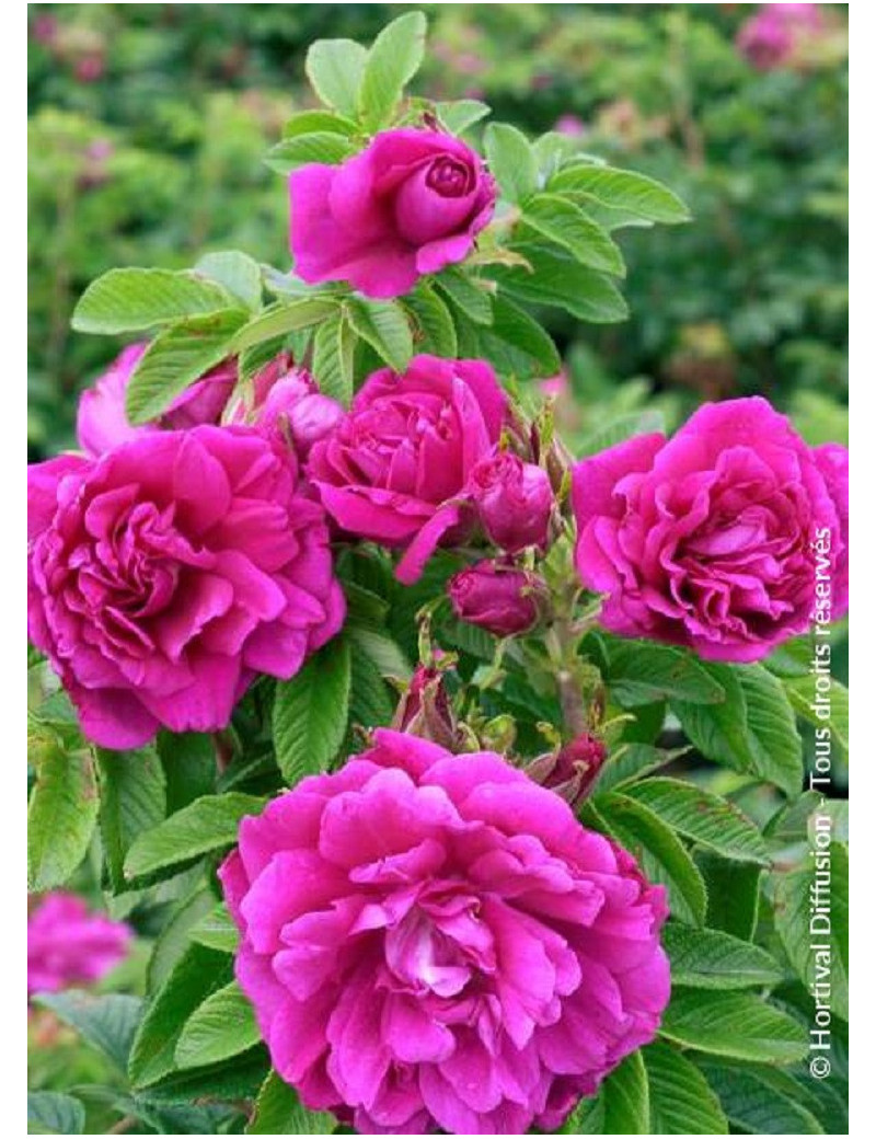 ROSA rugosa HANSA (Rosier arbustif, Rosier rugueux)