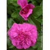 ROSA rugosa HANSA (Rosier arbustif, Rosier rugueux)