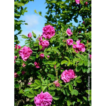 ROSA rugosa HANSA (Rosier arbustif, Rosier rugueux)