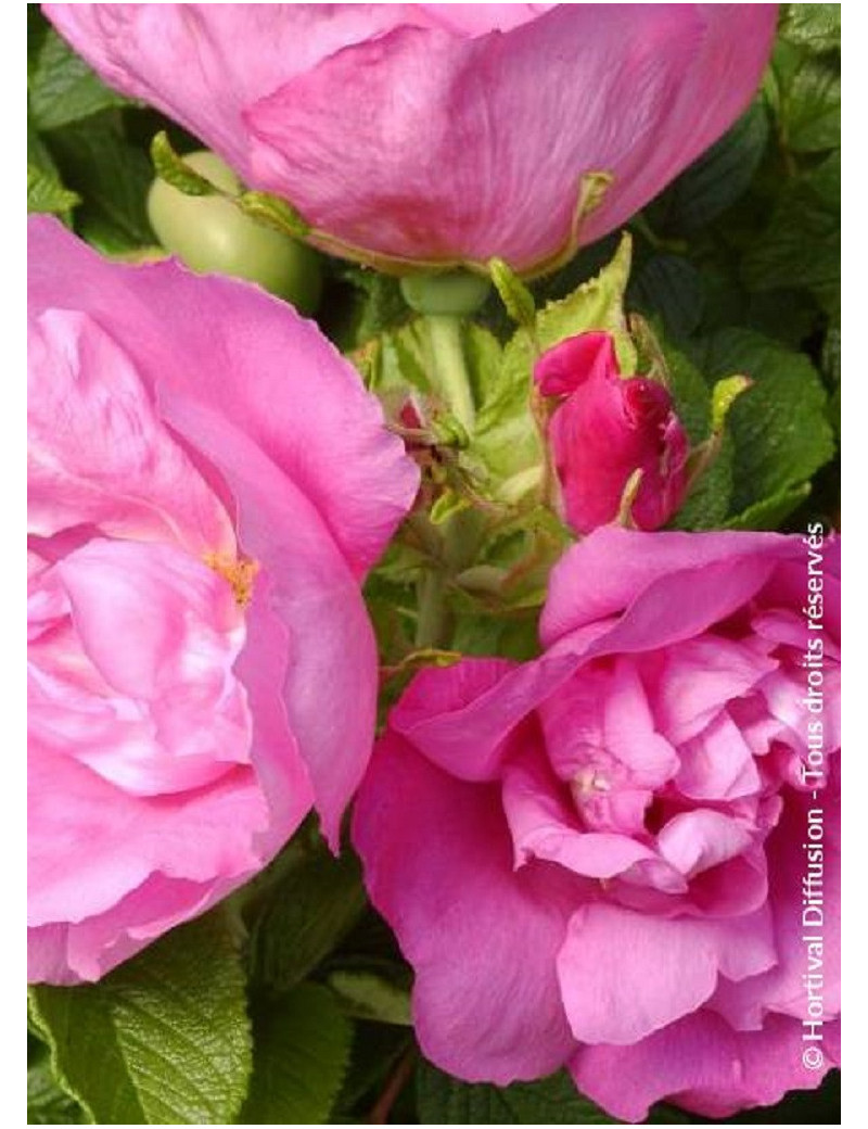 ROSA rugosa PUSSY (Rosier arbustif, Rosier rugueux)