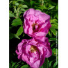 ROSA rugosa PUSSY (Rosier arbustif, Rosier rugueux)