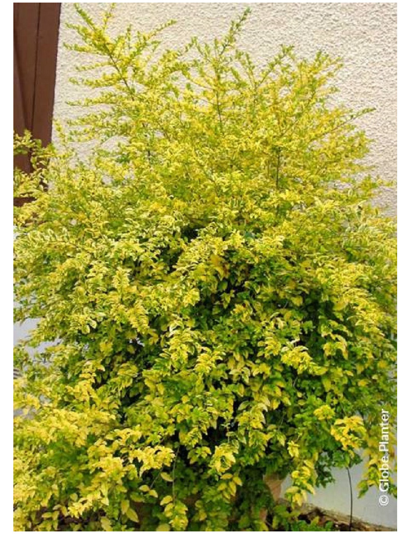 LIGUSTRUM sinense LEMON & LIME (Troène de Chine Lemon & lime)